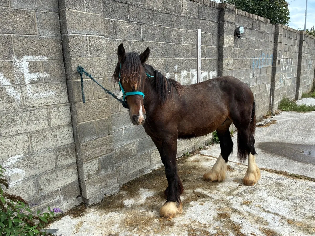 Horse - Image 3