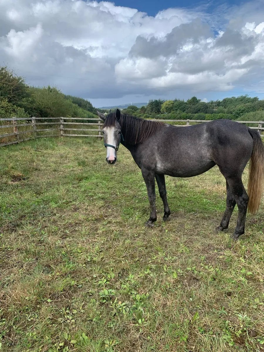 Irish Sport Horse - Image 4