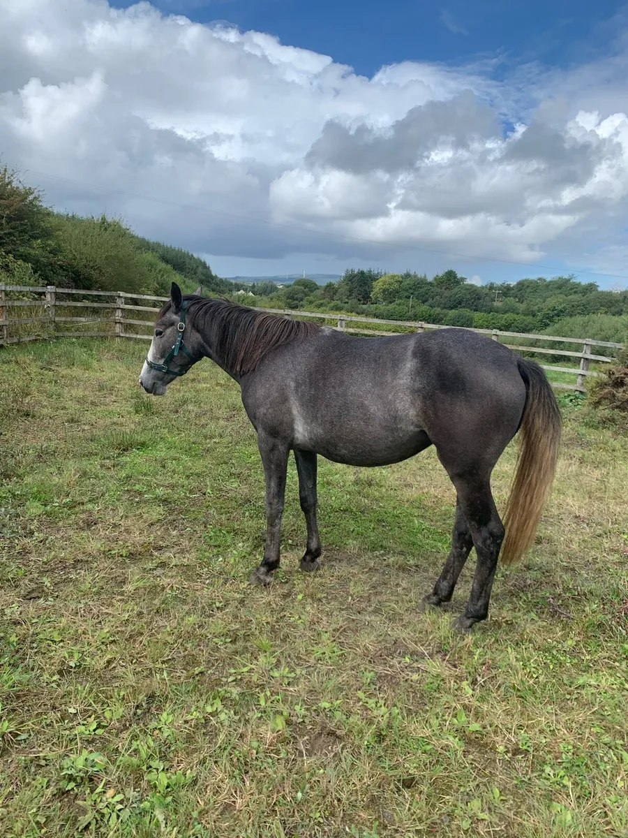 Irish Sport Horse - Image 1
