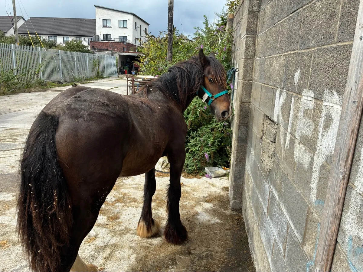 Horse - Image 4