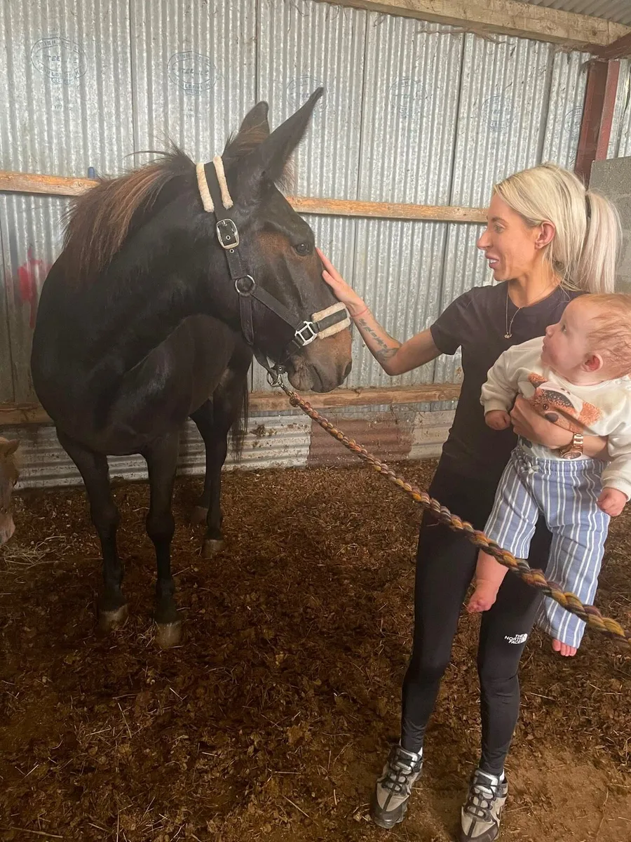 Mule for sale - Image 1