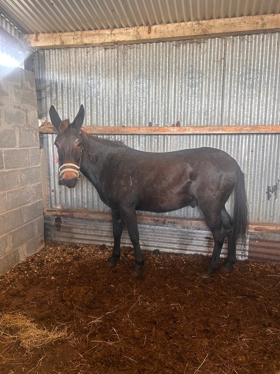 Mule for sale - Image 3