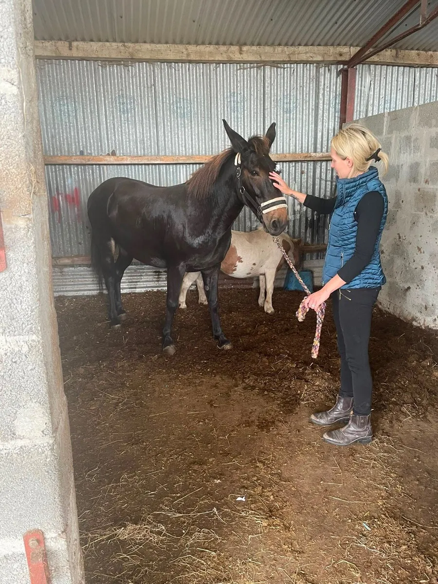 Mule for sale - Image 2
