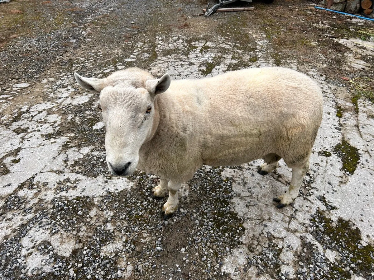 Cheviot ram - Image 2
