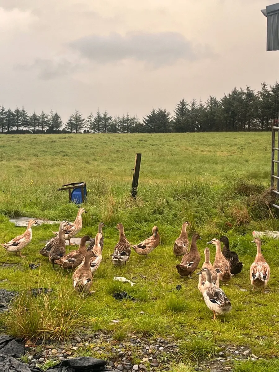 Selection of ducks for sale - Image 1