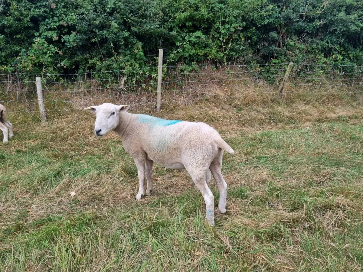Ram for Sale - Image 1