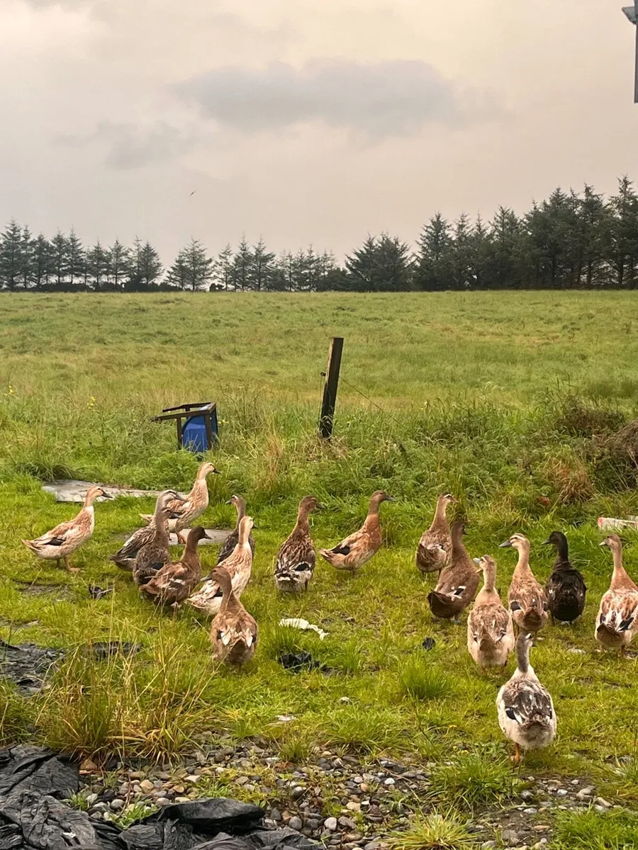 Selection of ducks for sale - Image 2