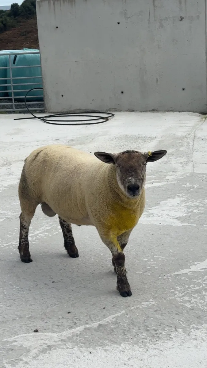 Suftex Hoggot ram - Image 2