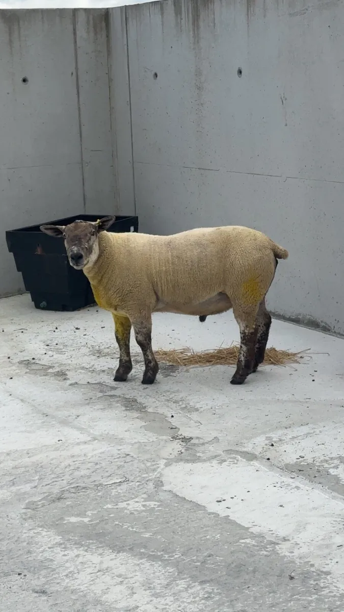Suftex Hoggot ram - Image 3