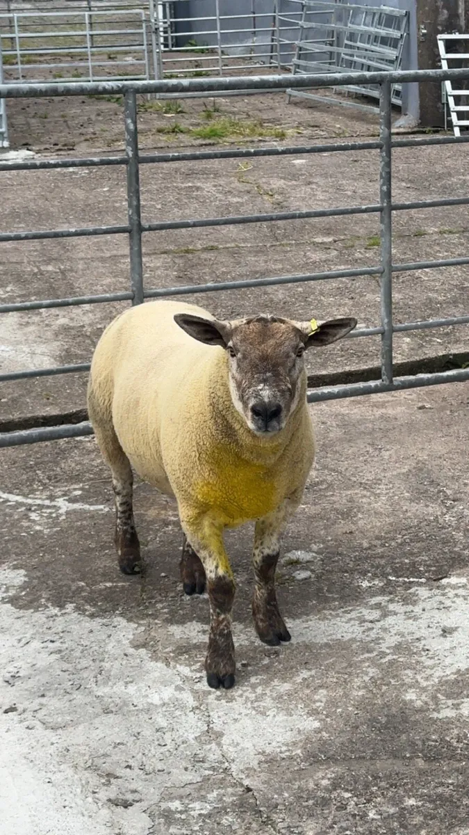 Suftex Hoggot ram - Image 4