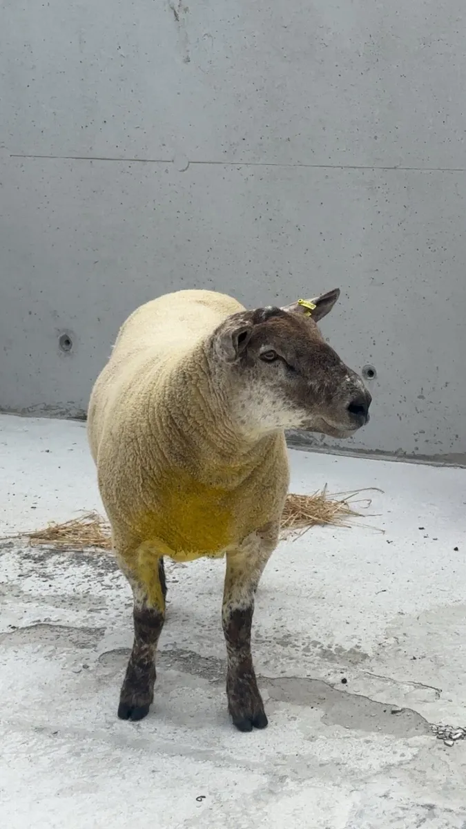 Suftex Hoggot ram - Image 1