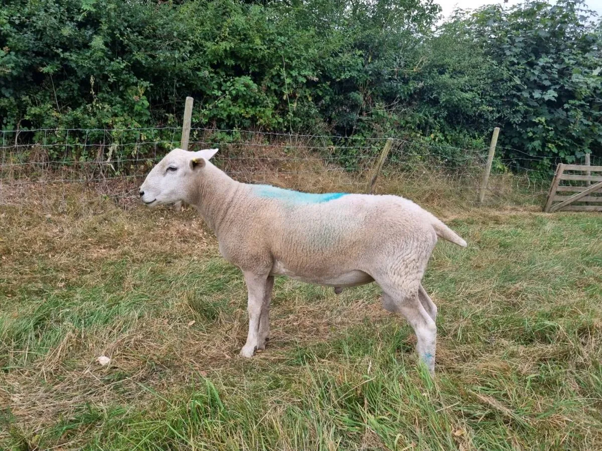 Ram for Sale - Image 2