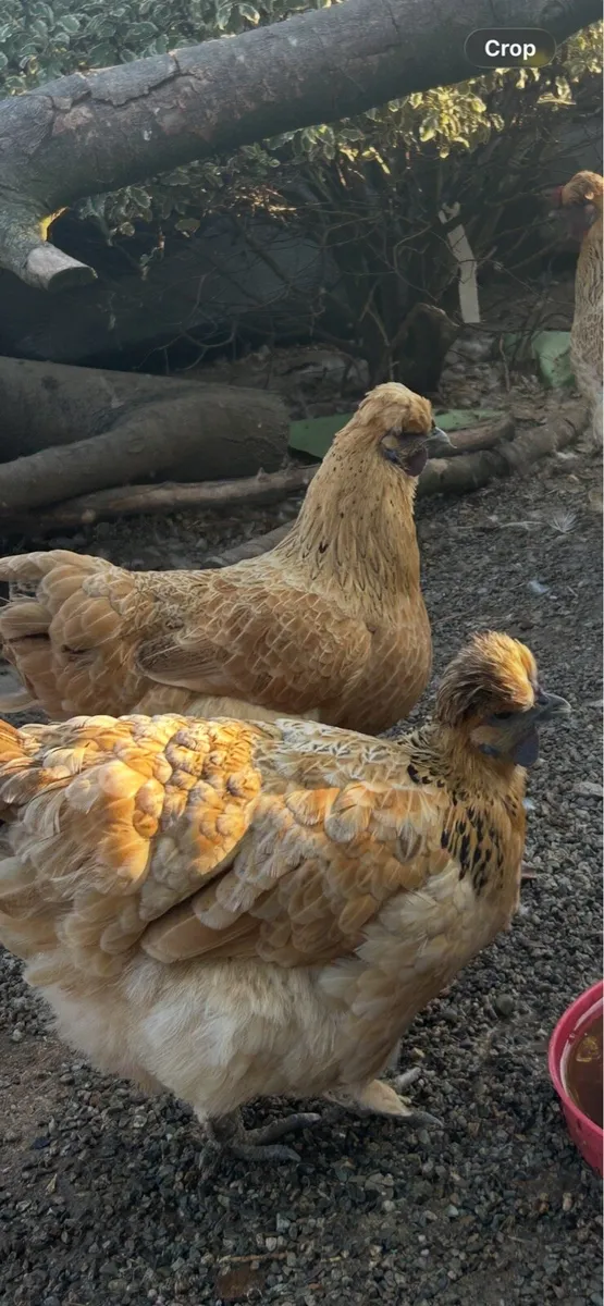Mandarins - Image 4