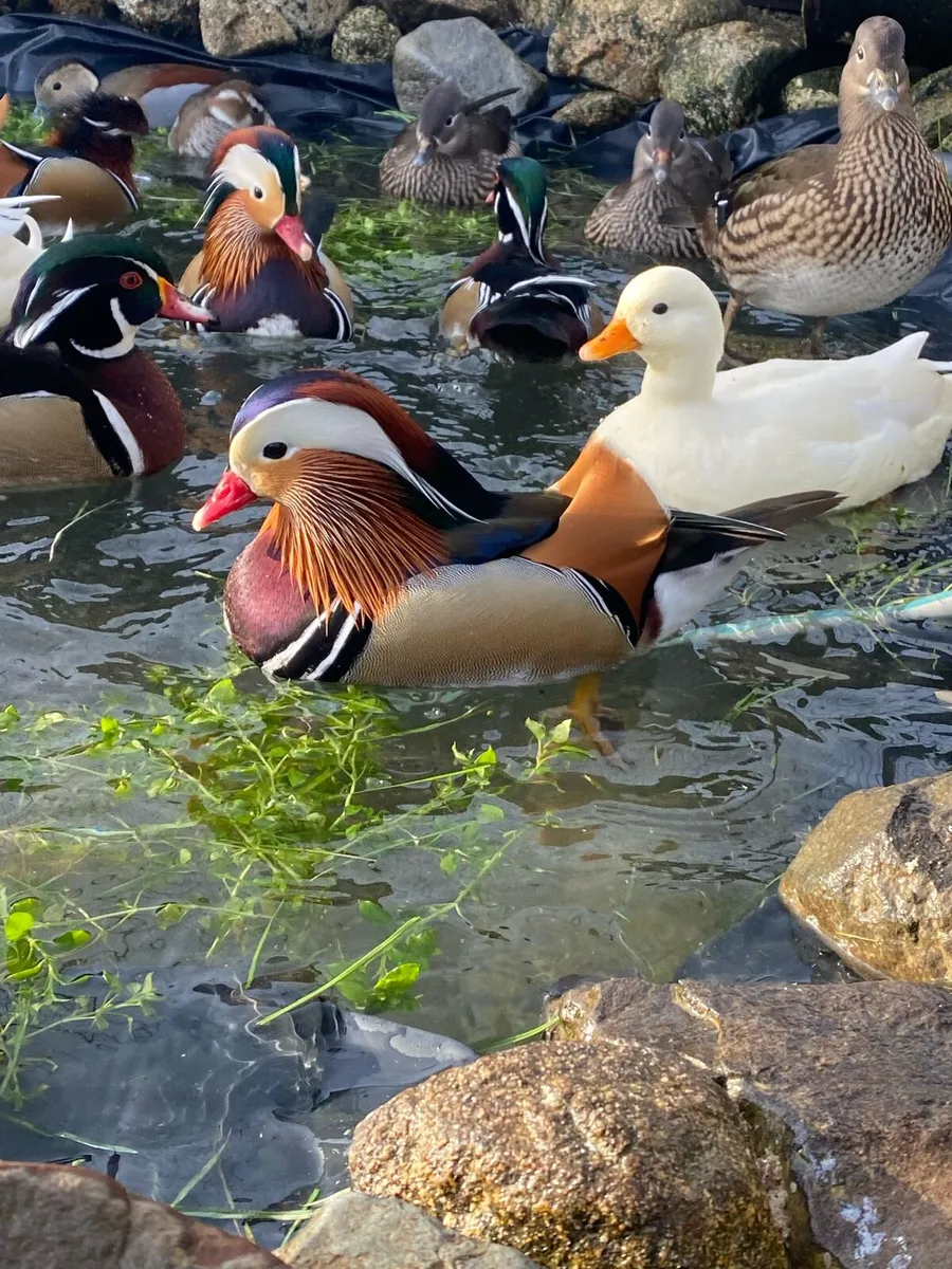 Mandarins - Image 1