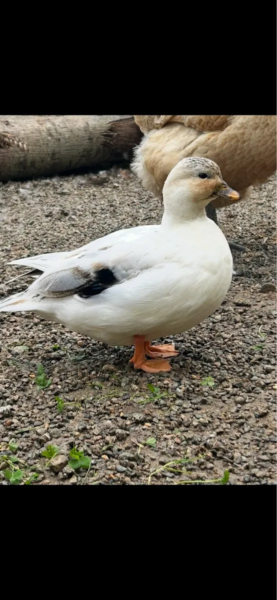 Mandarins - Image 3