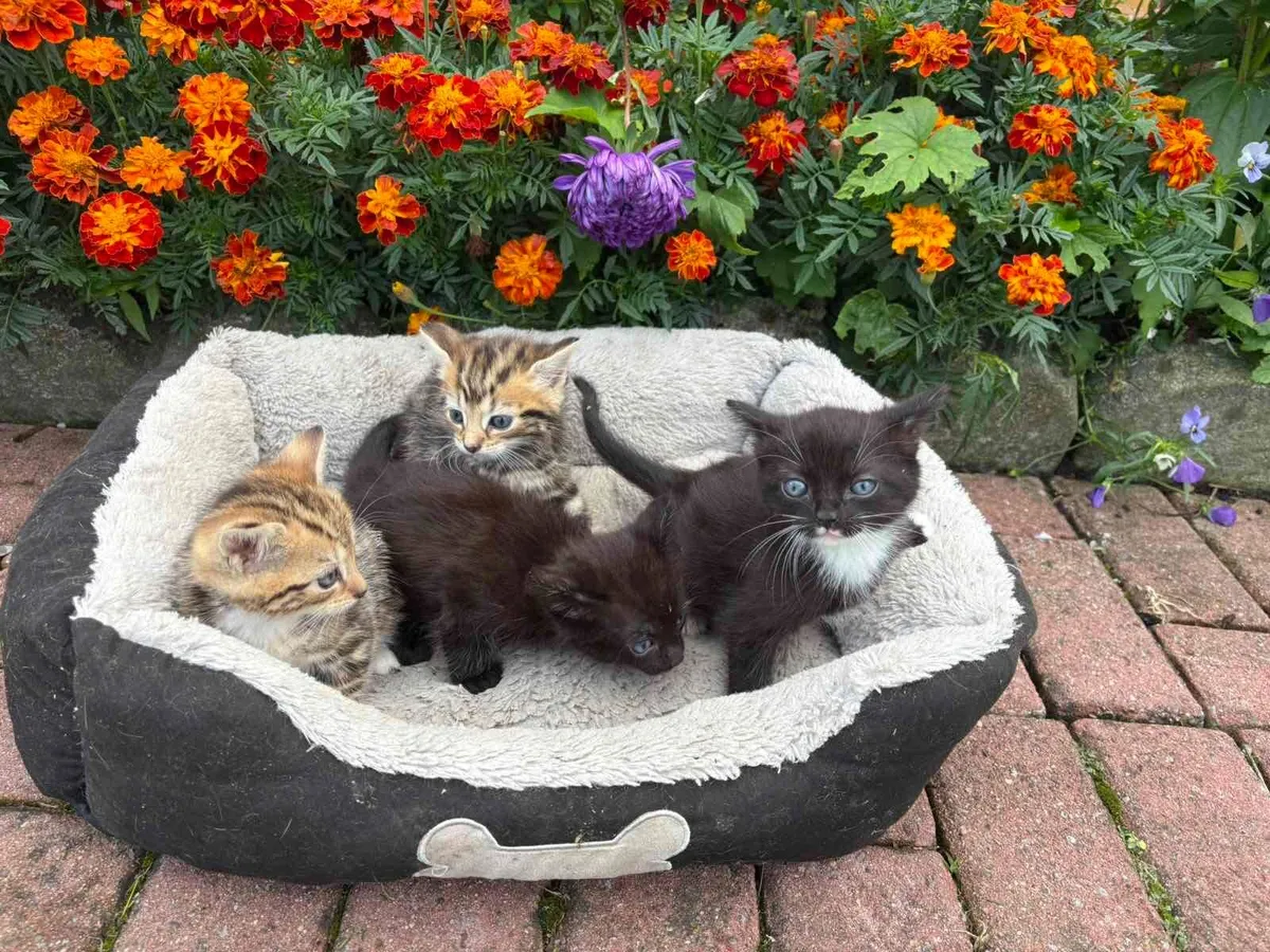 kitten, kittens available 1st September - Image 2