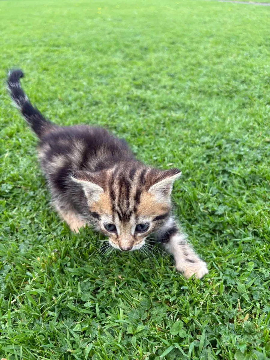 kitten, kittens available 1st September - Image 3