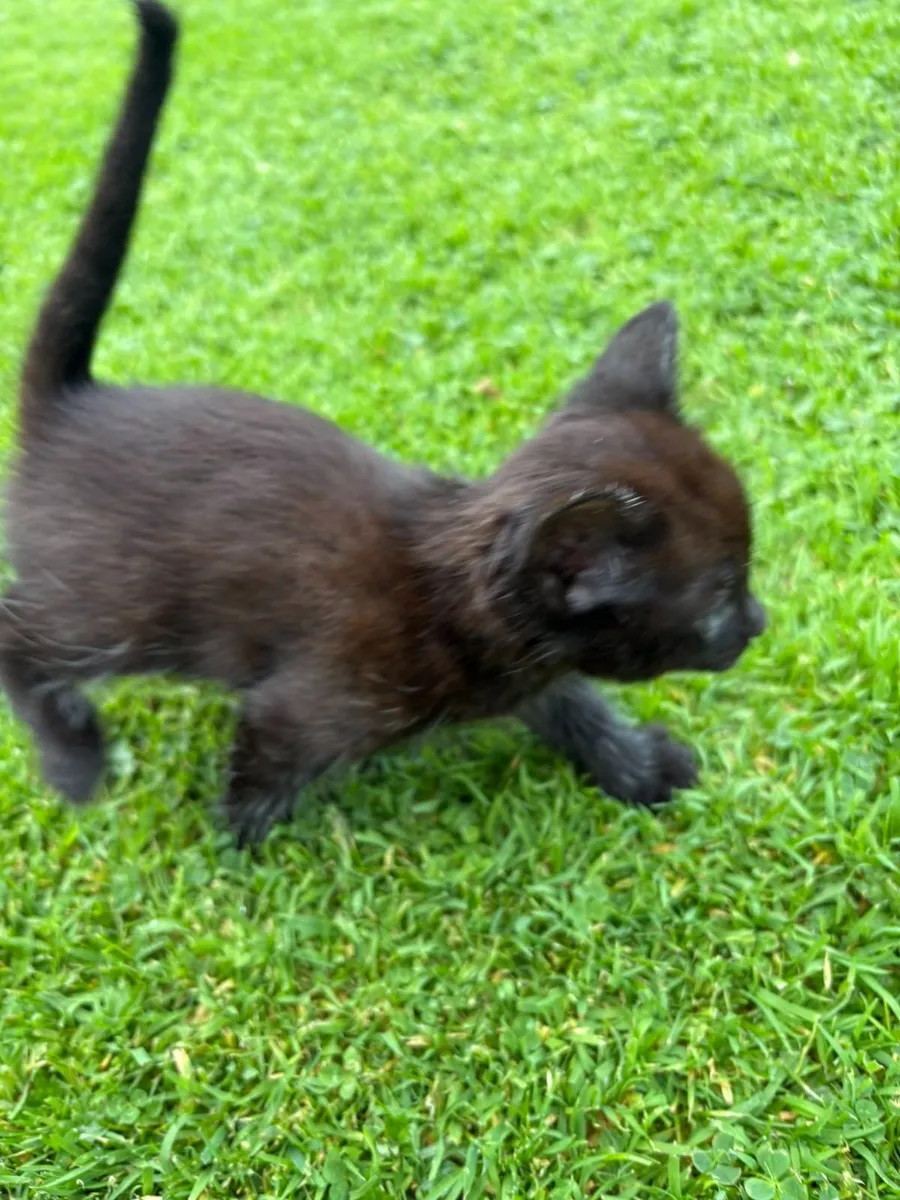 kitten kittens  available 7th september - Image 2