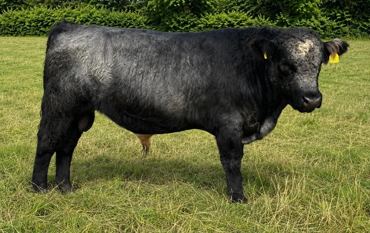 Shorthorn Bull - Image 3