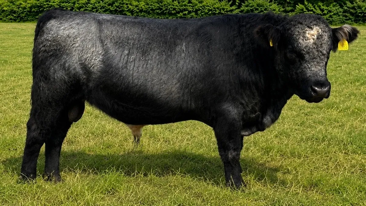 Shorthorn Bull - Image 4