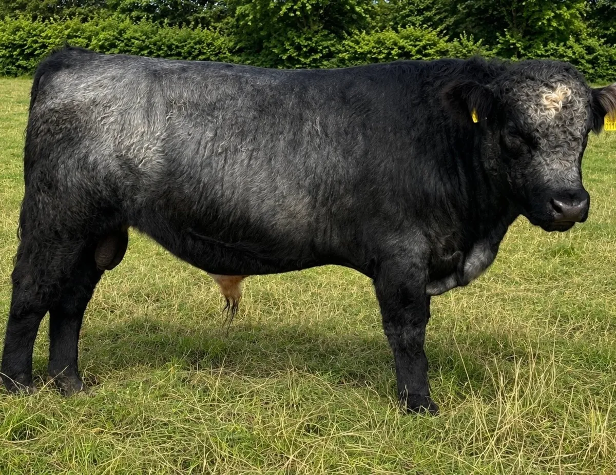Shorthorn Bull - Image 2