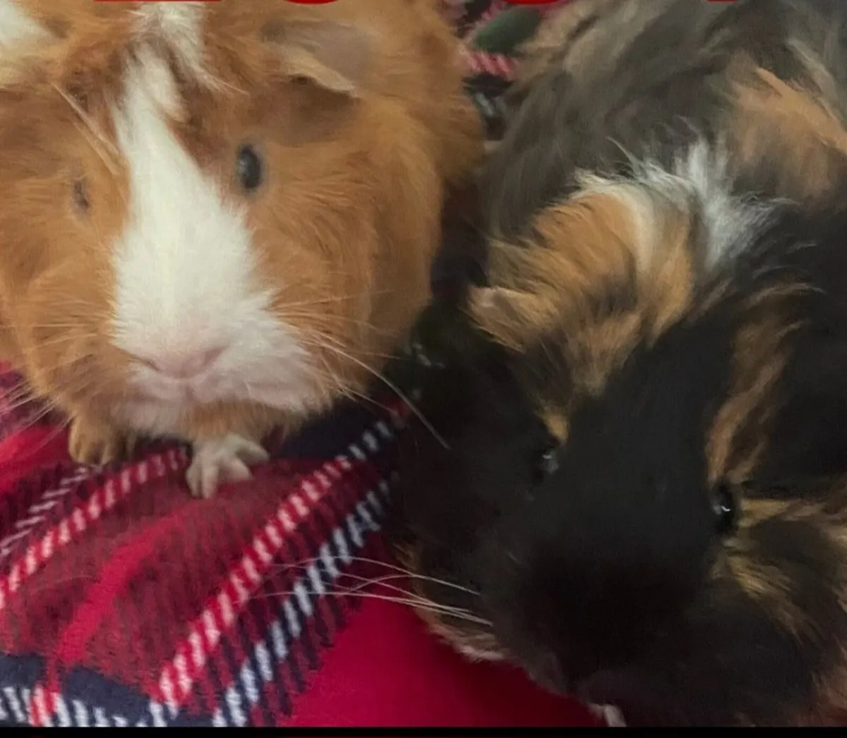 Guinea Pigs free to good home