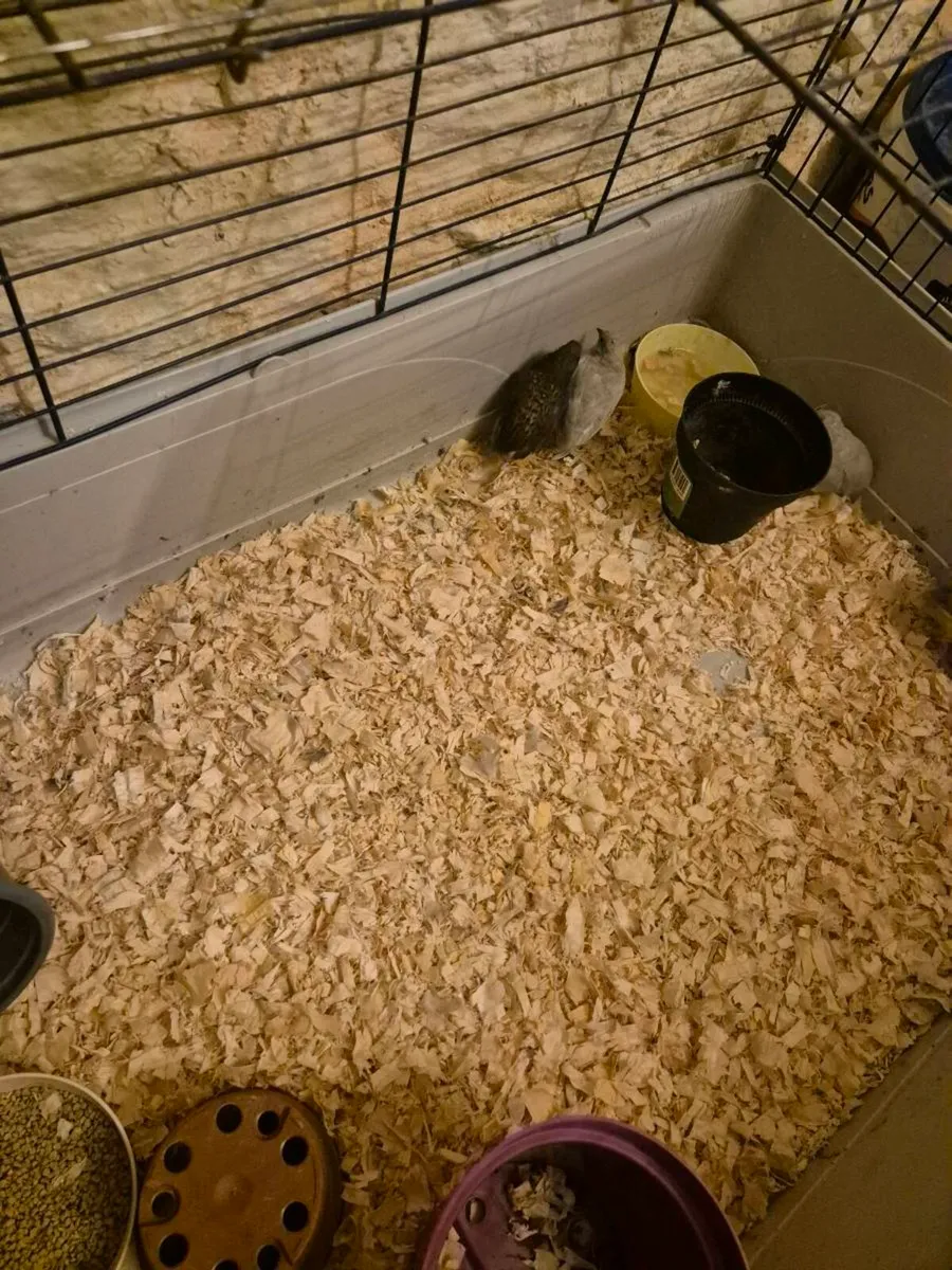 Button quail - Image 2