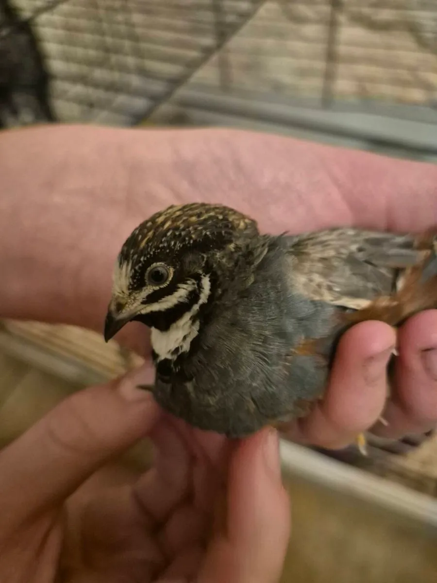Button quail - Image 1