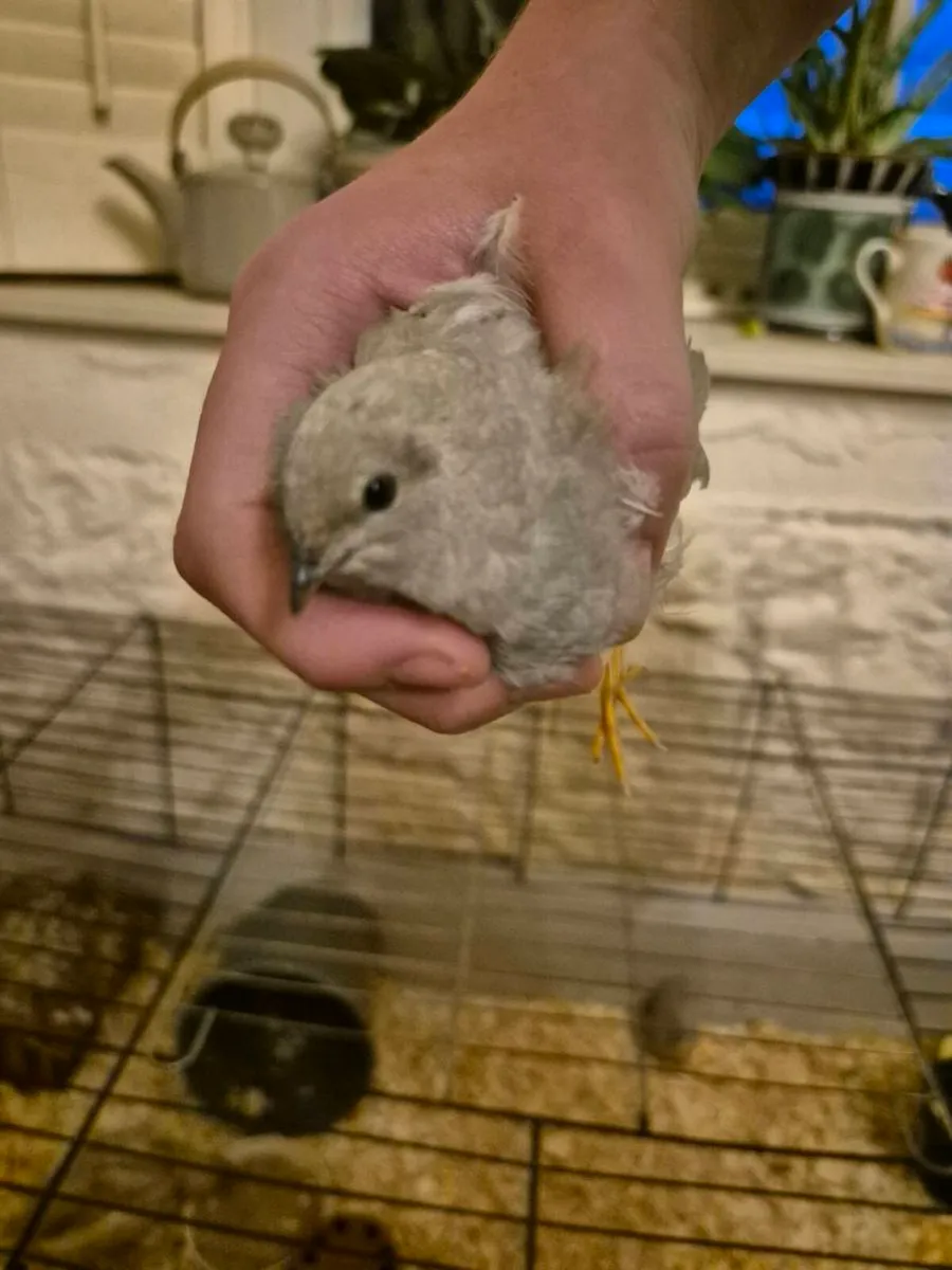 Button quail - Image 3