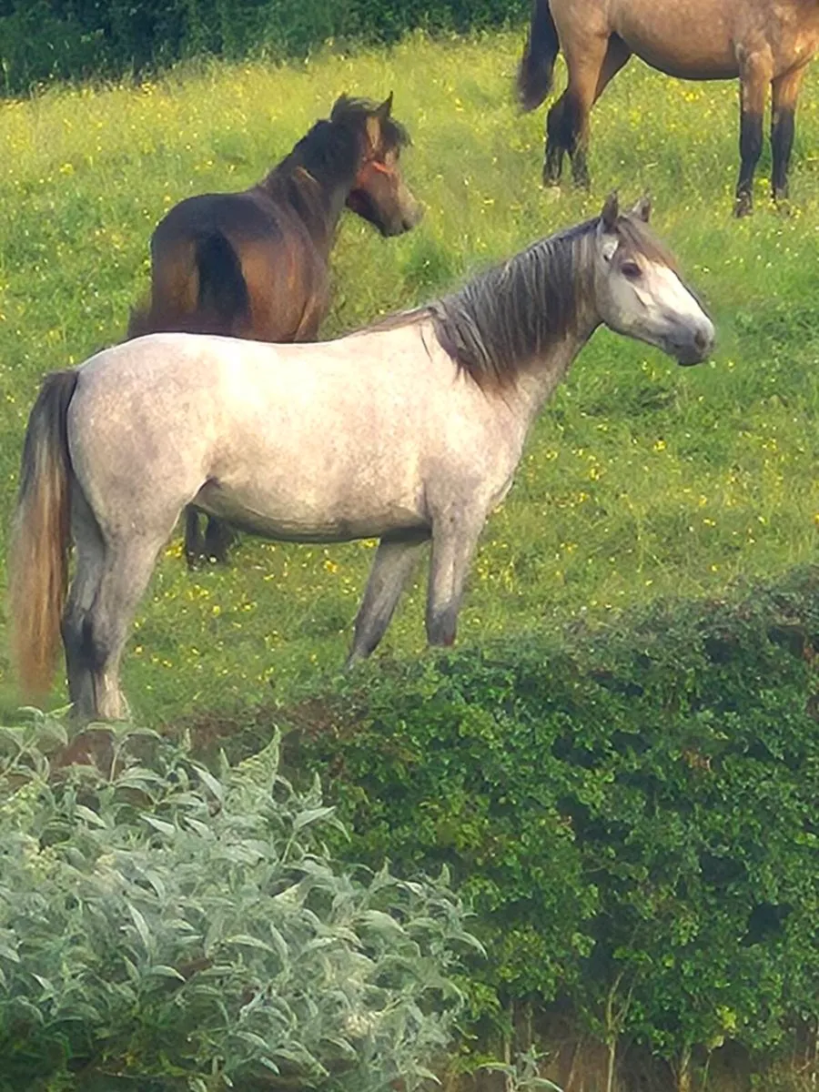 Connemara filly - Image 4