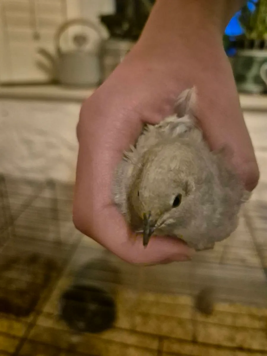 Button quail - Image 4