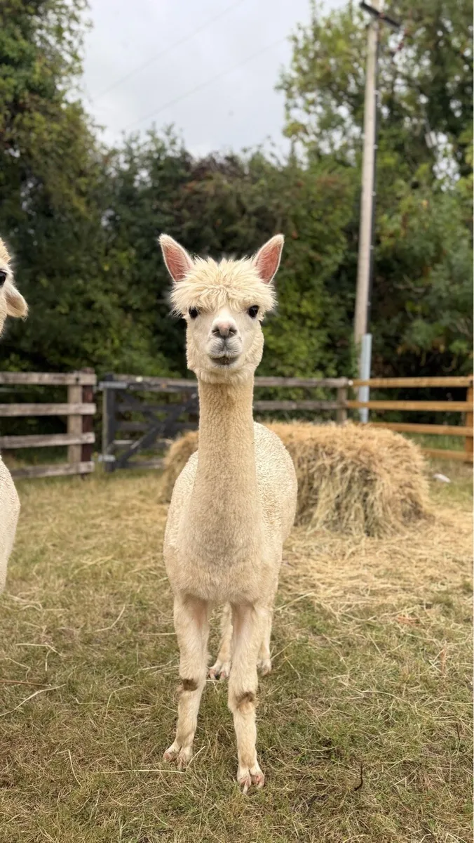 Female alpaca - Image 2