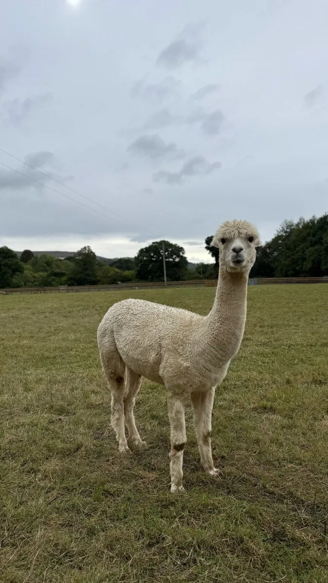 Female alpaca - Image 3