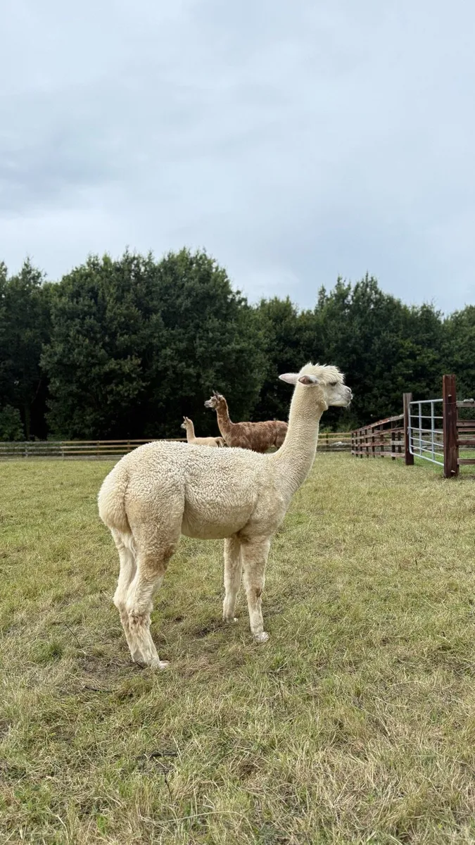Female alpaca - Image 4