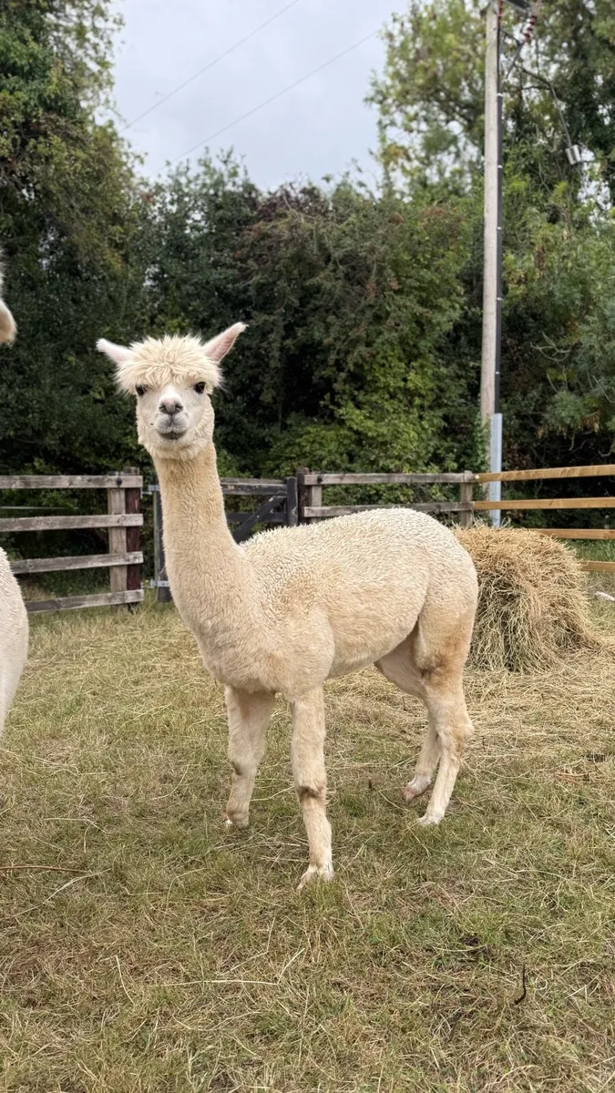 Female alpaca - Image 1