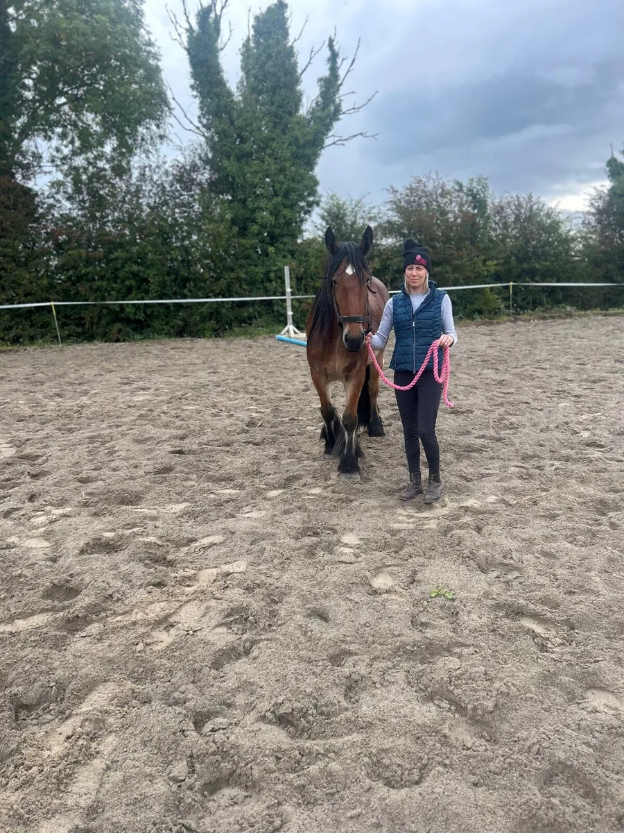 ☘️ heavy mare for sale ☘️ - Image 1