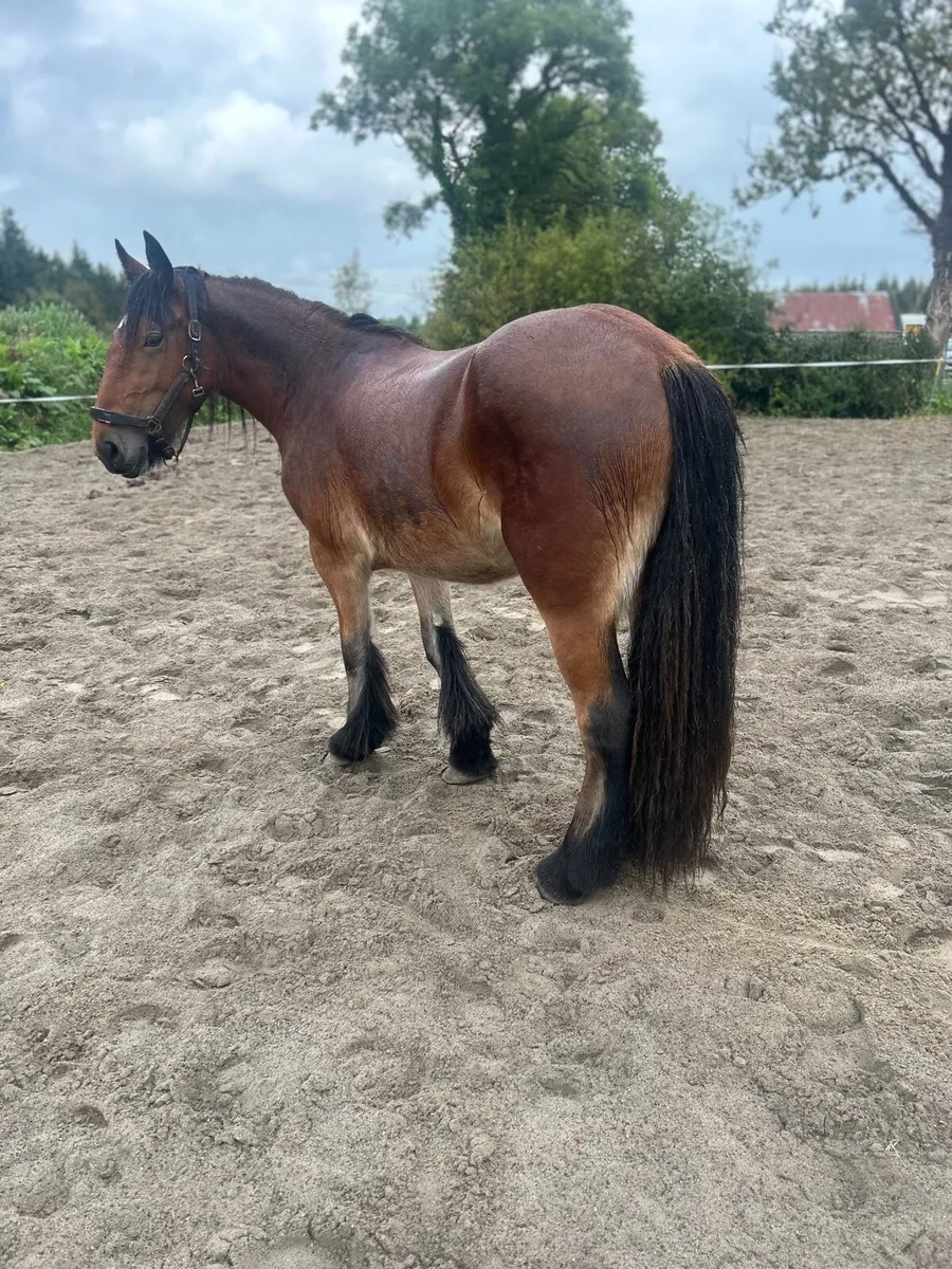 ☘️ heavy mare for sale ☘️ - Image 2