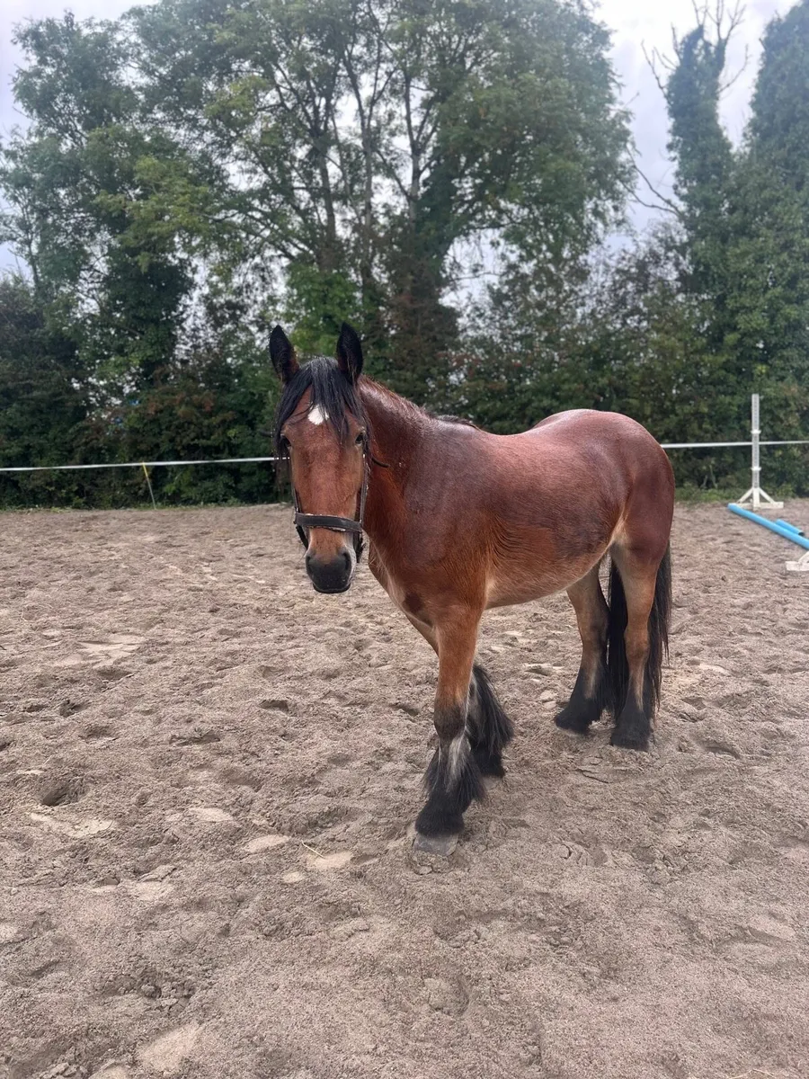 ☘️ heavy mare for sale ☘️ - Image 3