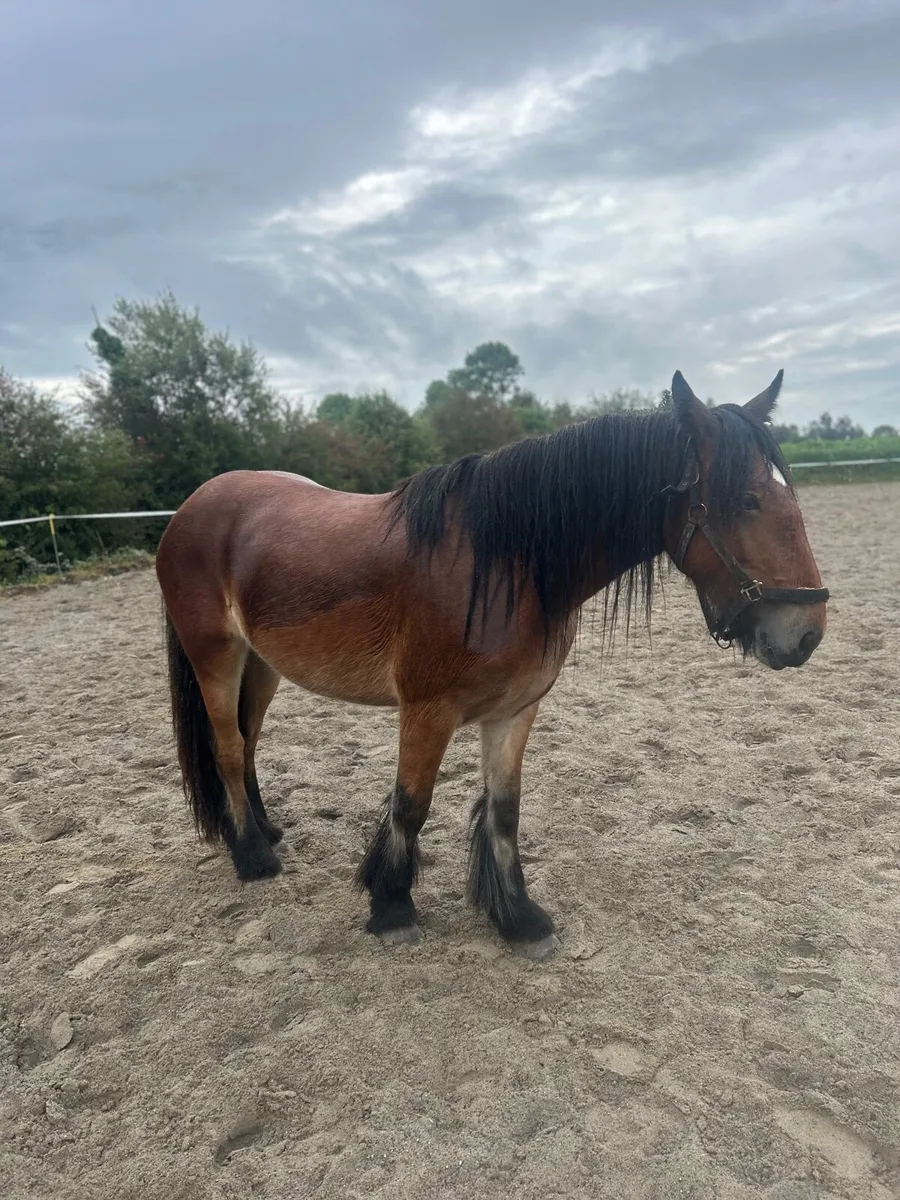 ☘️ heavy mare for sale ☘️ - Image 4