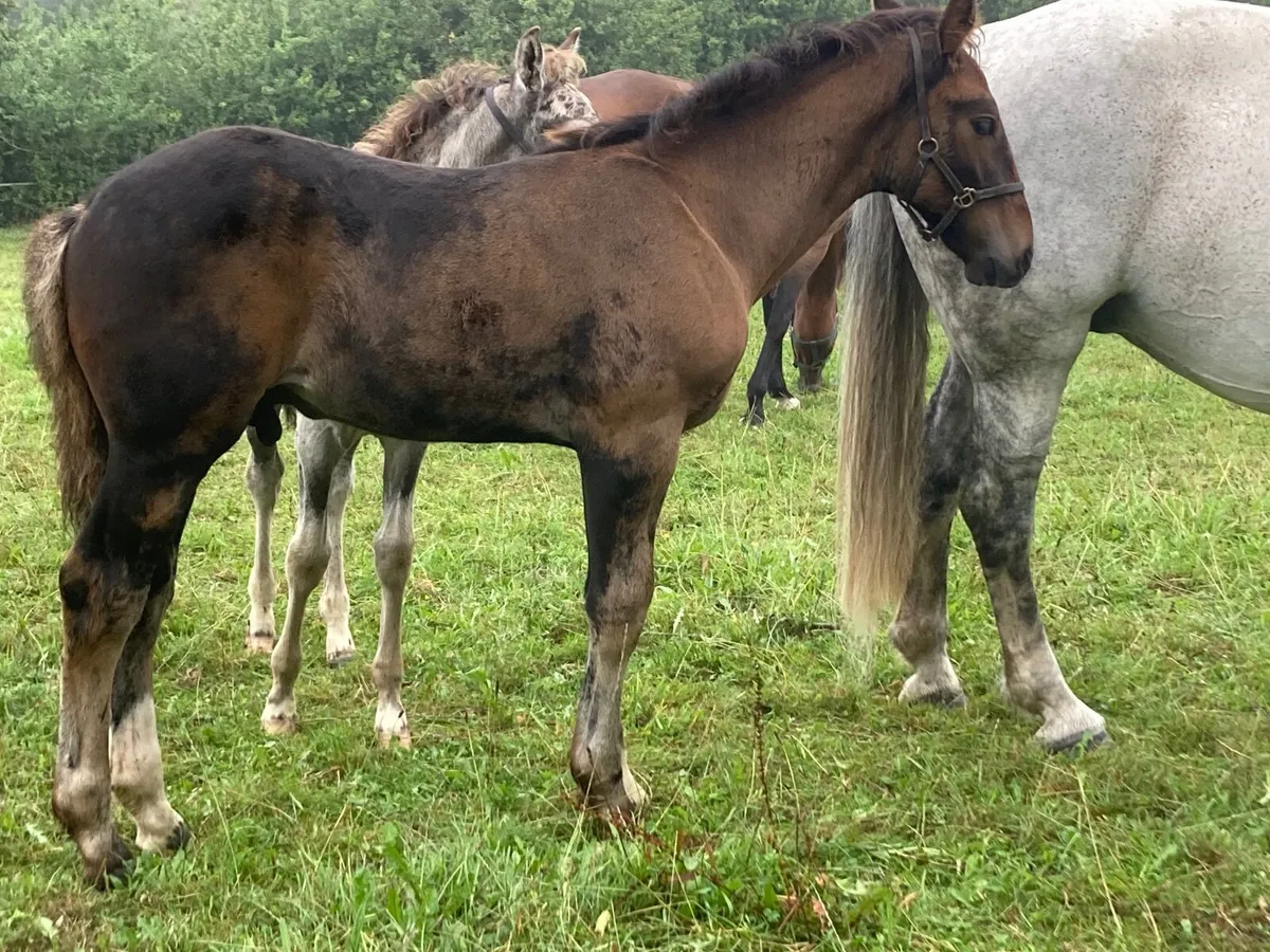 Edenagor Star colt foal - Image 1