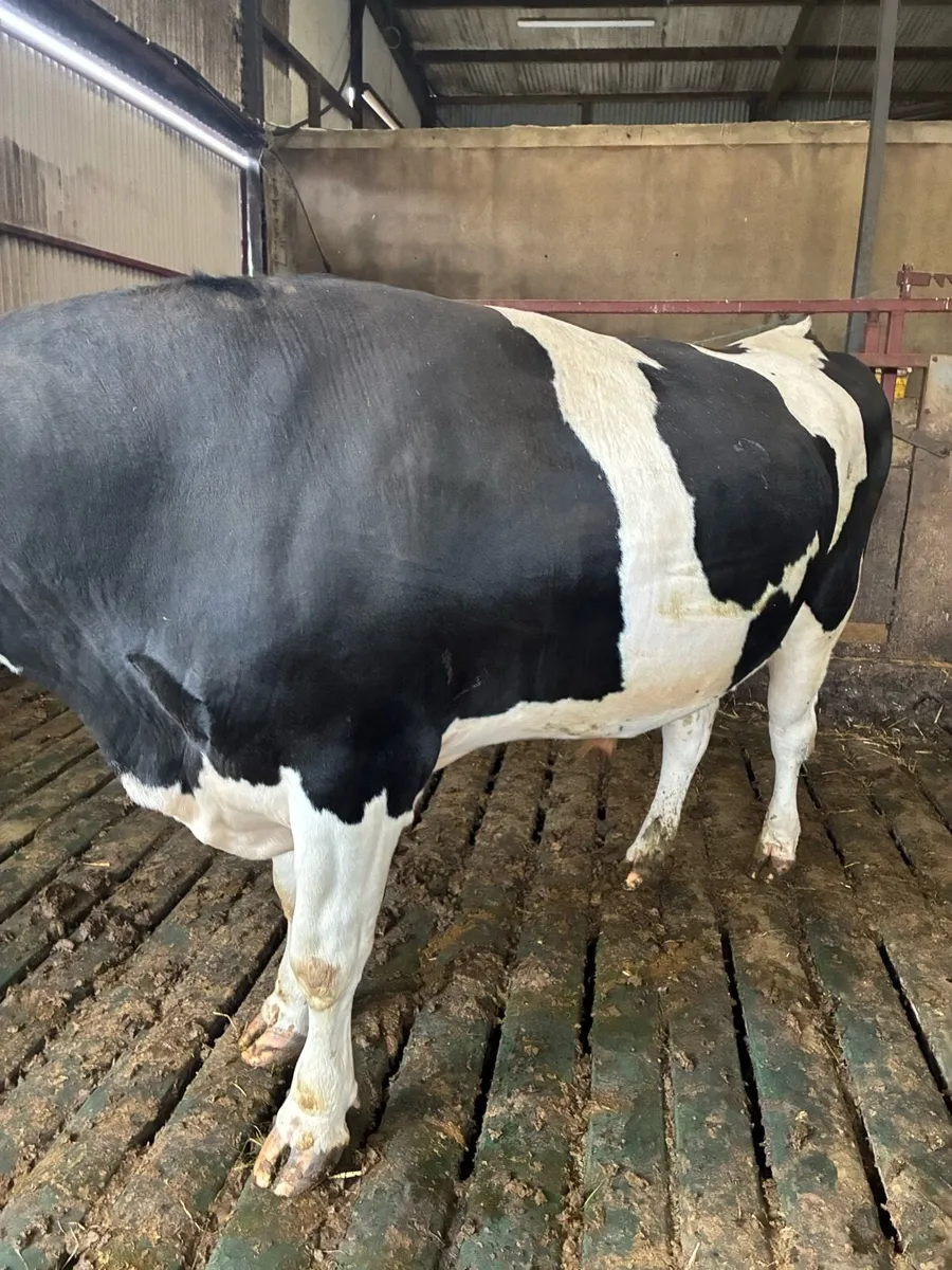 Friesan bull - Image 3