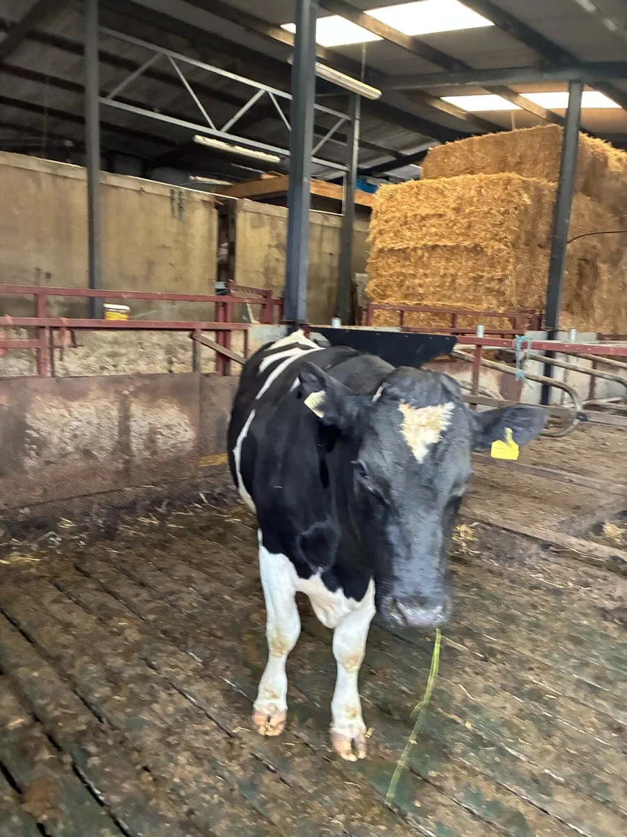 Friesan bull - Image 2