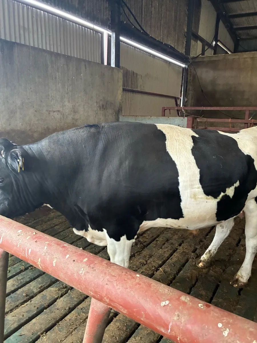 Friesan bull - Image 1
