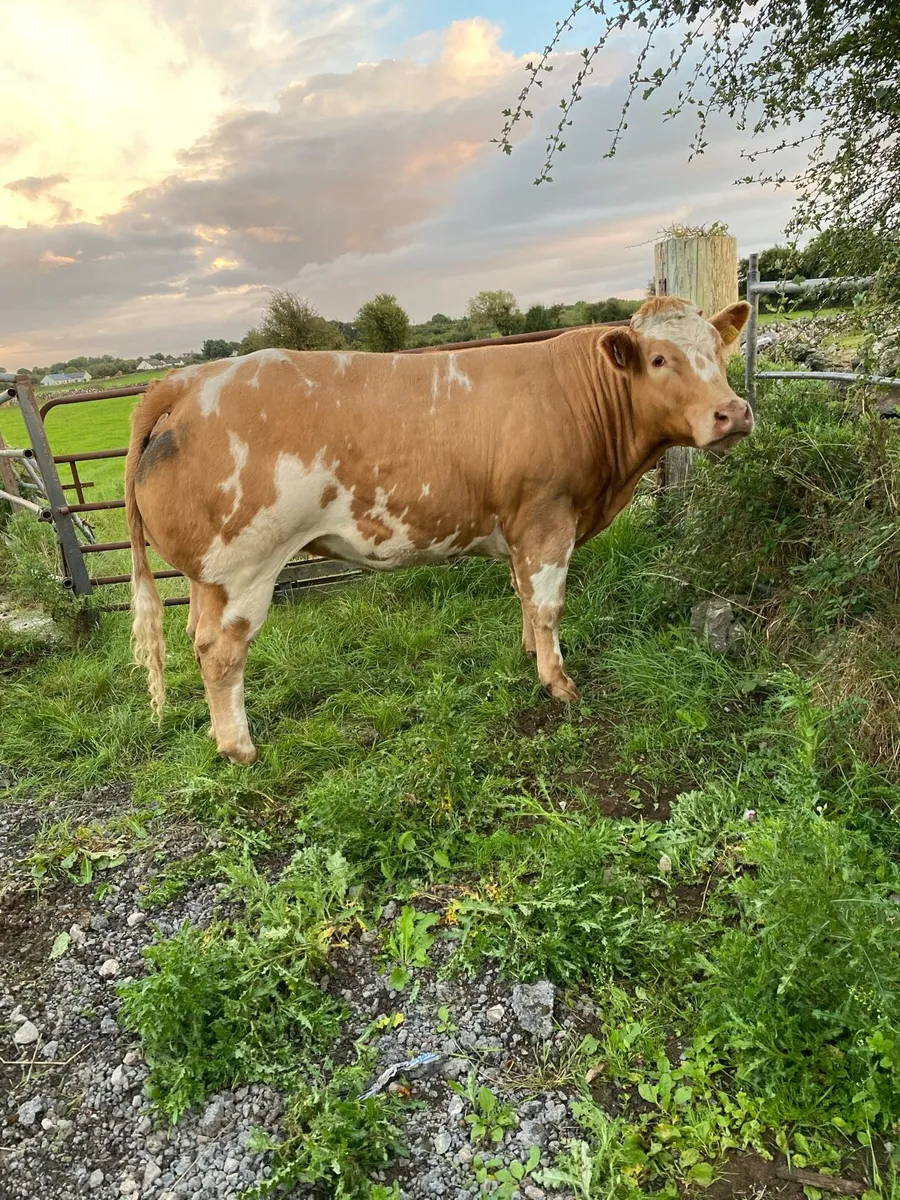 BBX Heifer - Image 4
