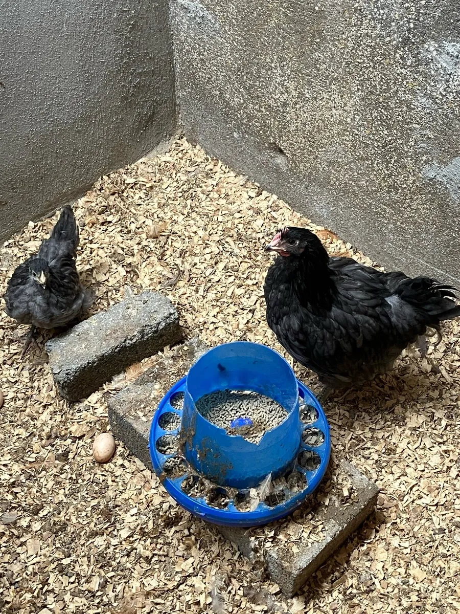 Incubator and young Orpington pair - Image 1