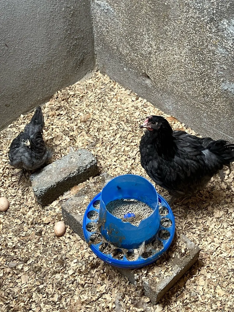 Incubator and young Orpington pair - Image 2