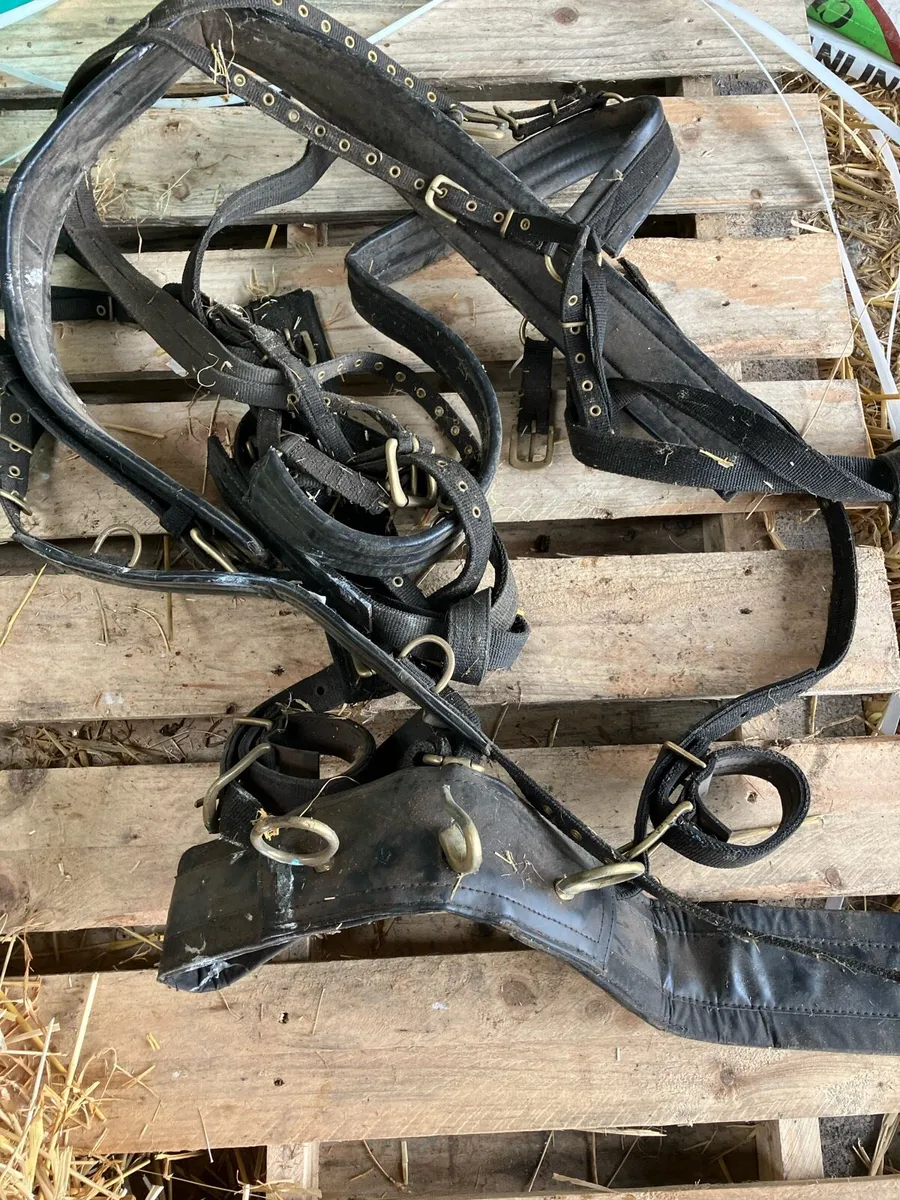 12-14h nylon driving harness