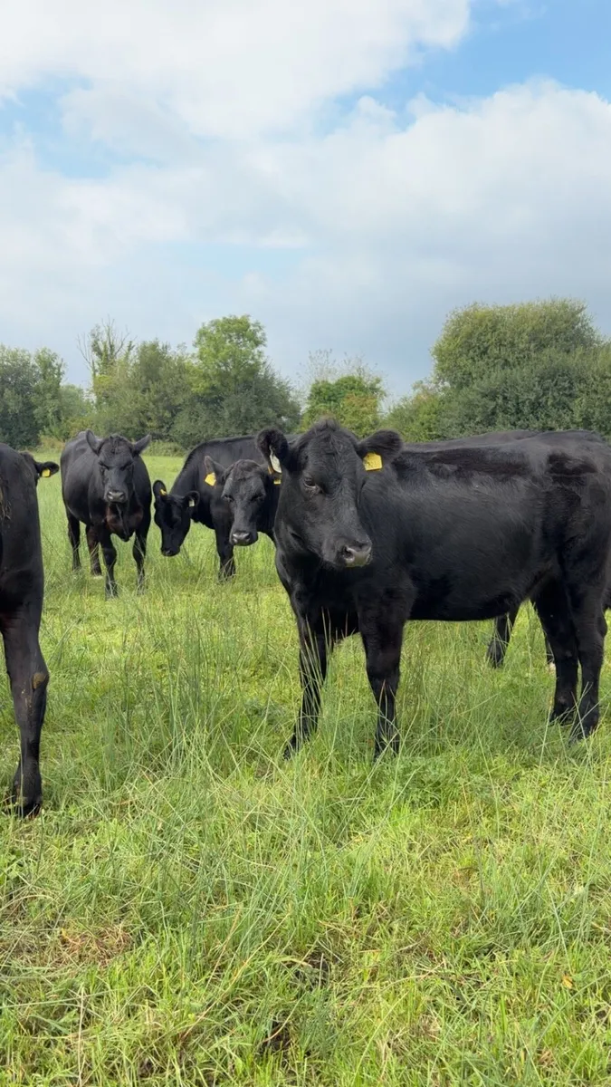 Angus Heifers - Image 1