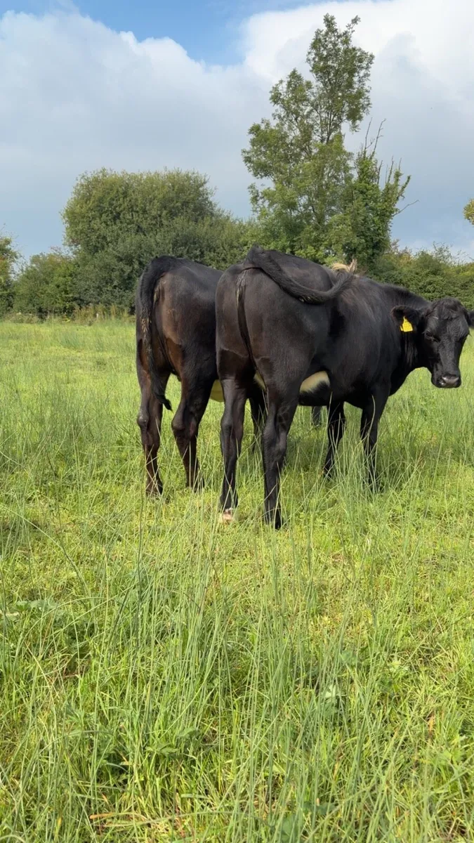 Angus Heifers - Image 2