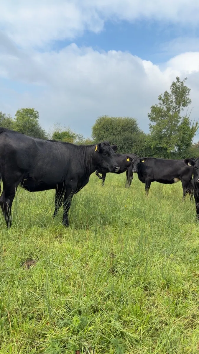 Angus Heifers - Image 3